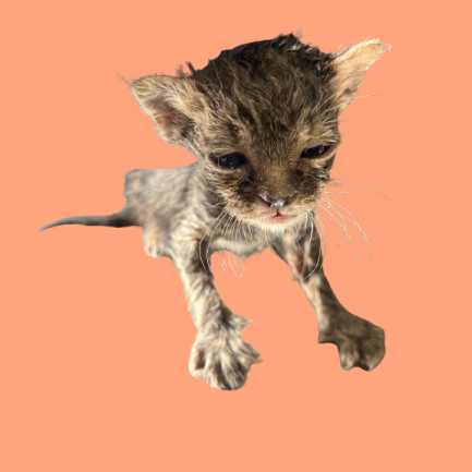 Tusc Stray 82296