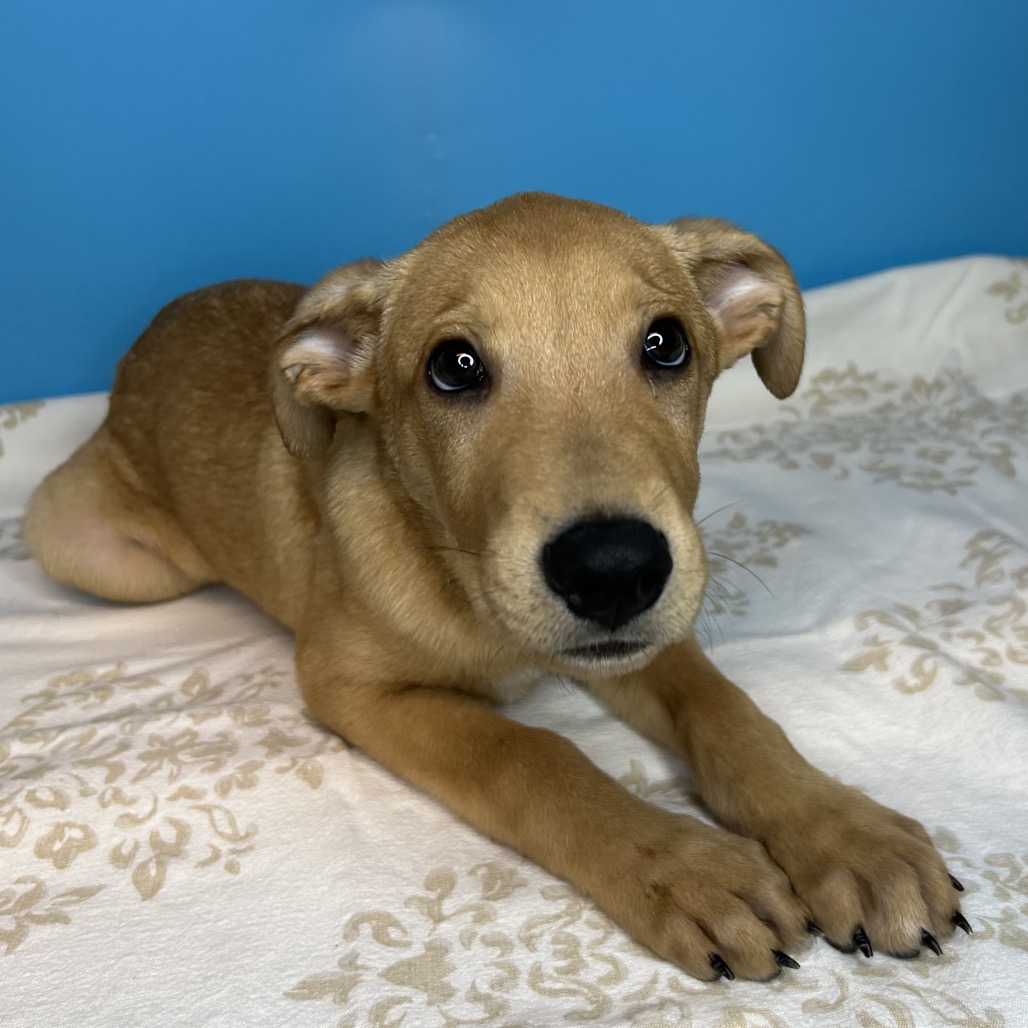 ANDOUILLE - Shepherd / Retriever, Yellow Labrador available for adoption