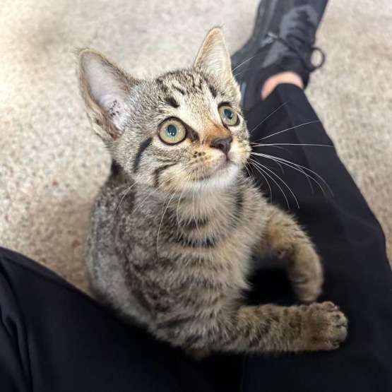 Lucy (k2026), photo 3