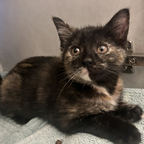 AUTUMN - Domestic Shorthair available for adoption