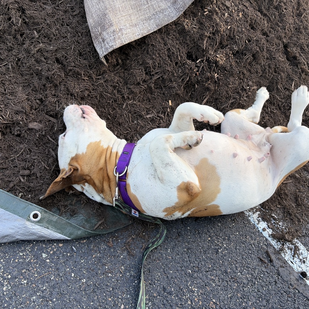 Photo of June Bug 4