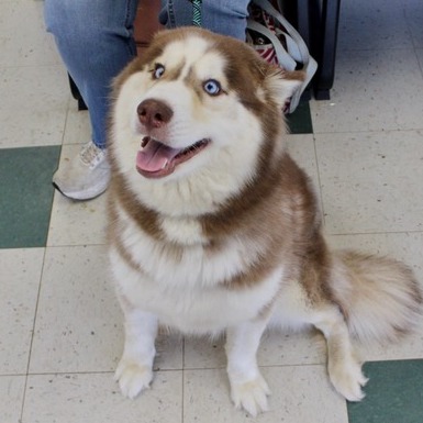 Siberian Husky