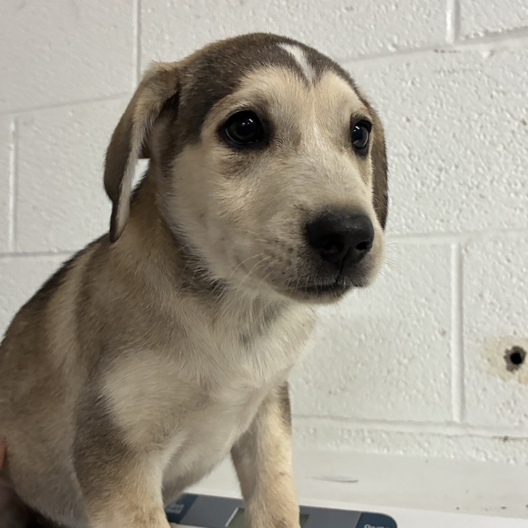 MY MELODY - Shepherd / Husky available for adoption