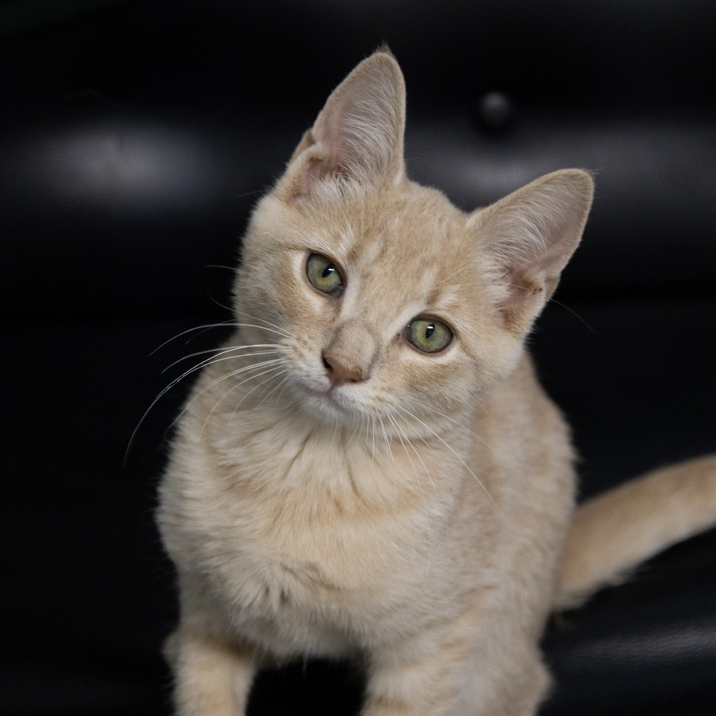 PANKO - American Shorthair available for adoption