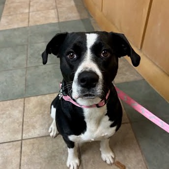 Dolly — thumbnail 2