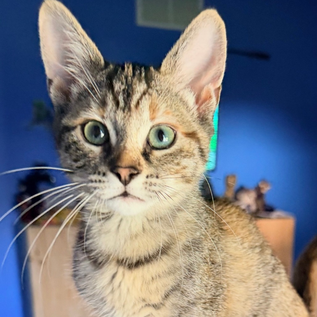 Countess Catula, photo 3