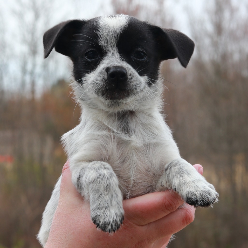 CT Cannoli avail May 2