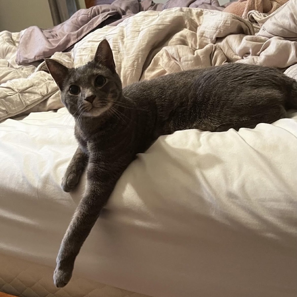 JAGIYA - Domestic Shorthair available for adoption