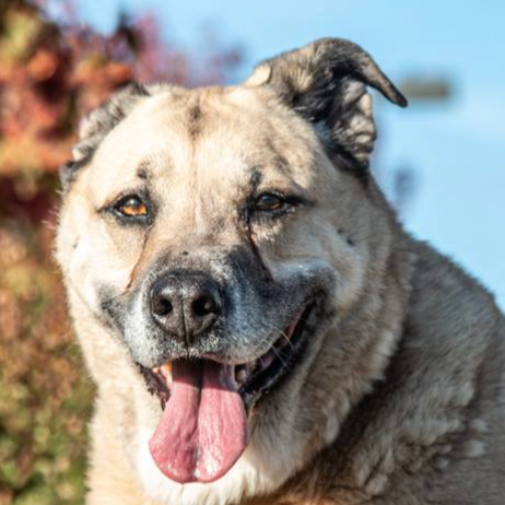 Chonkers — thumbnail 4