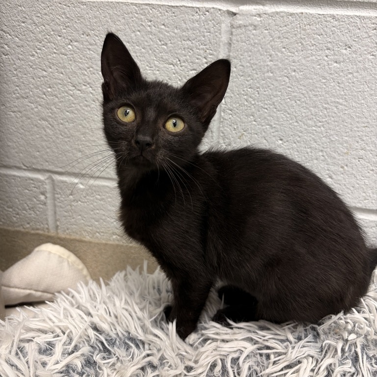 DEANESE - Domestic Shorthair available for adoption