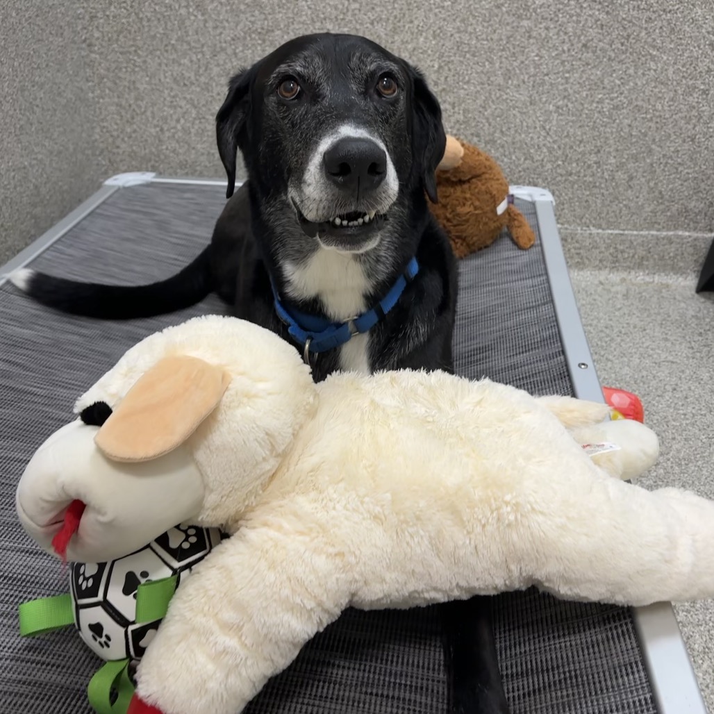 NIMBUS - Great Dane / Mixed Breed (Large) available for adoption