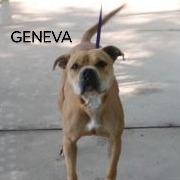 Geneva, photo 10