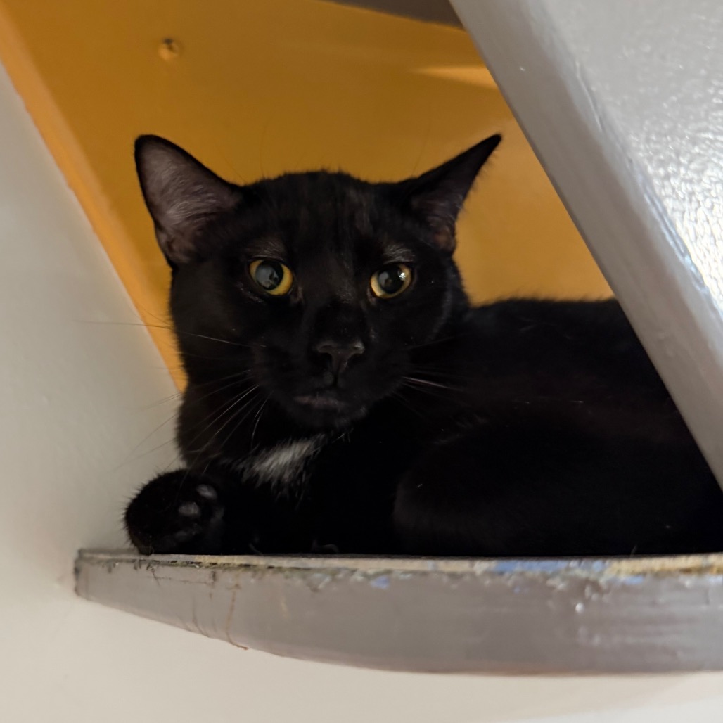DANTE - Domestic Shorthair for adoption in Stamford