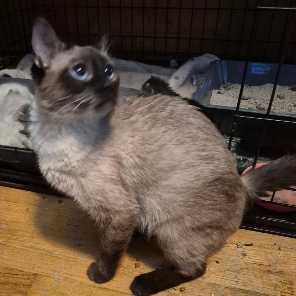 CAPPUCCINO - Domestic Shorthair available for adoption
