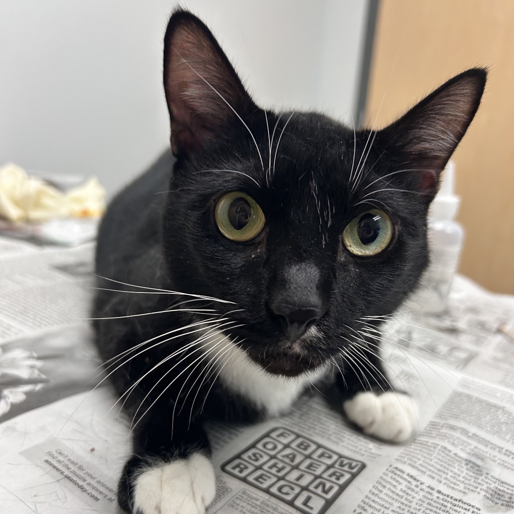 HALF-PINT - Domestic Shorthair available for adoption
