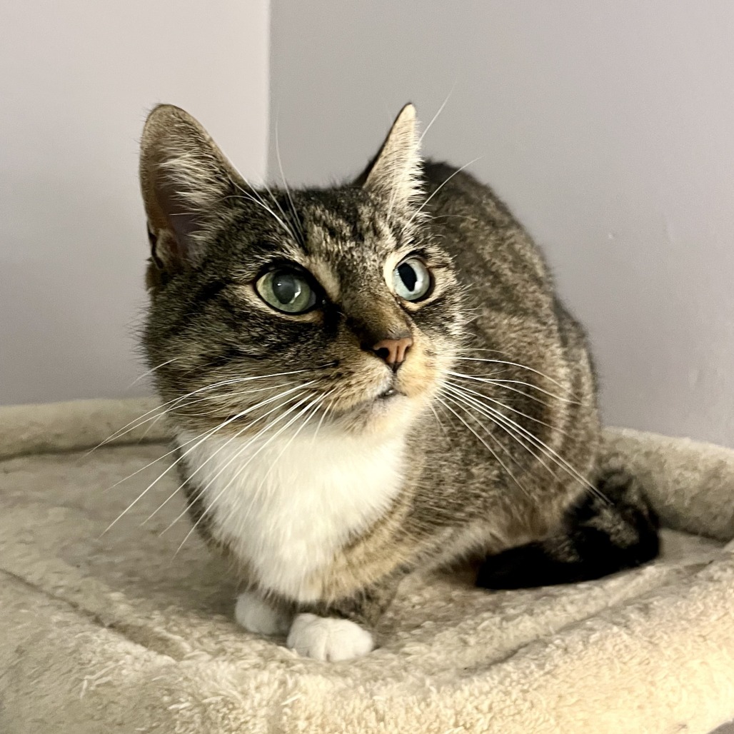 Luna — thumbnail 5