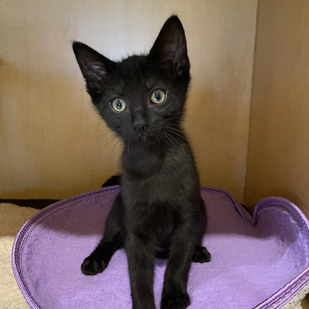 OUTLET - Domestic Shorthair available for adoption