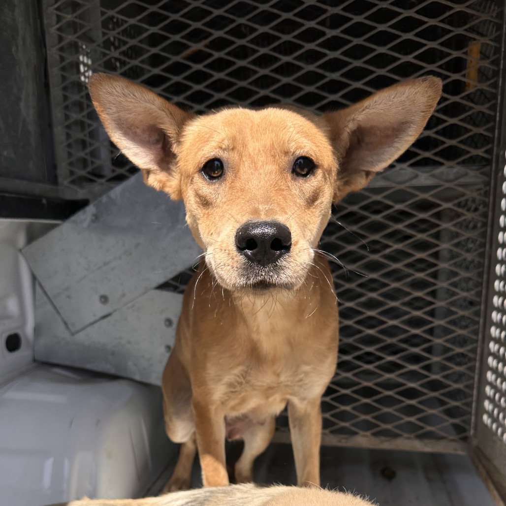 BERNICE - Shepherd available for adoption