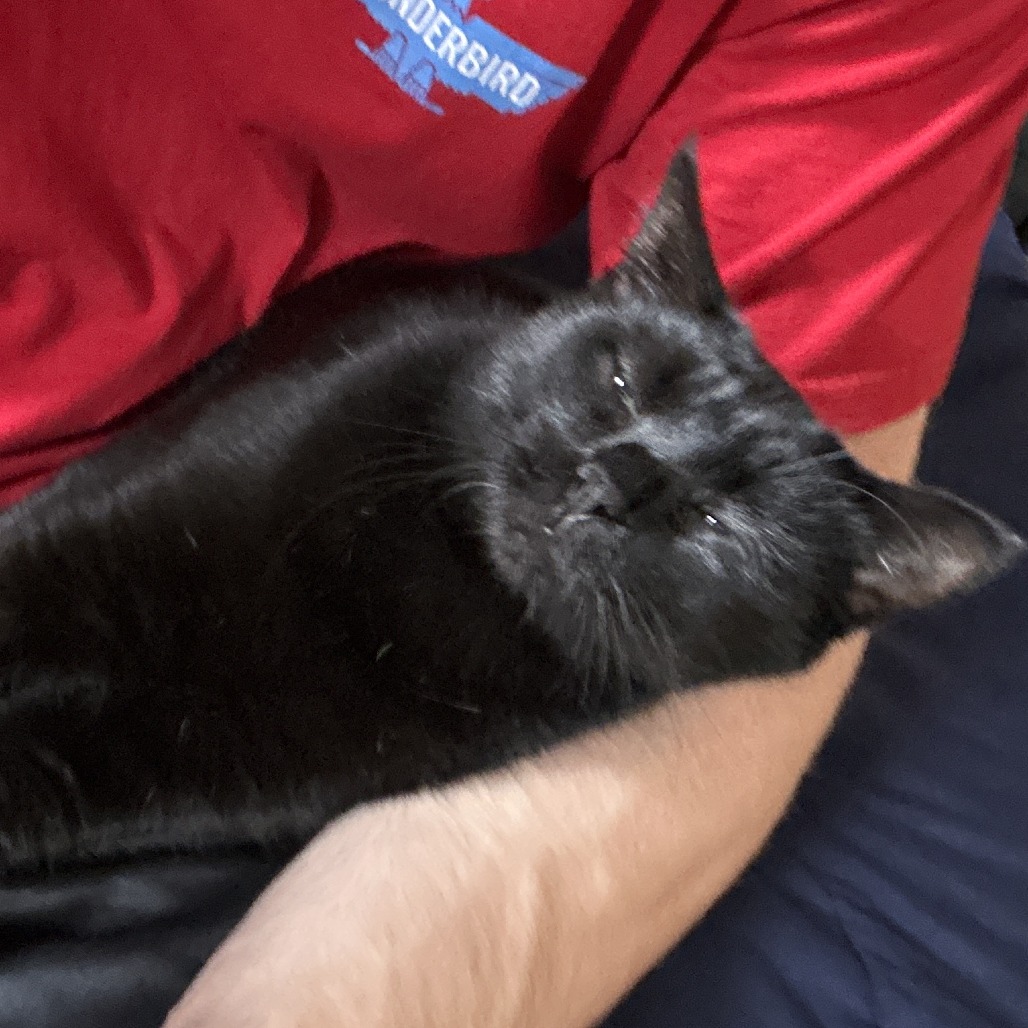 DAHLIA - Domestic Shorthair available for adoption