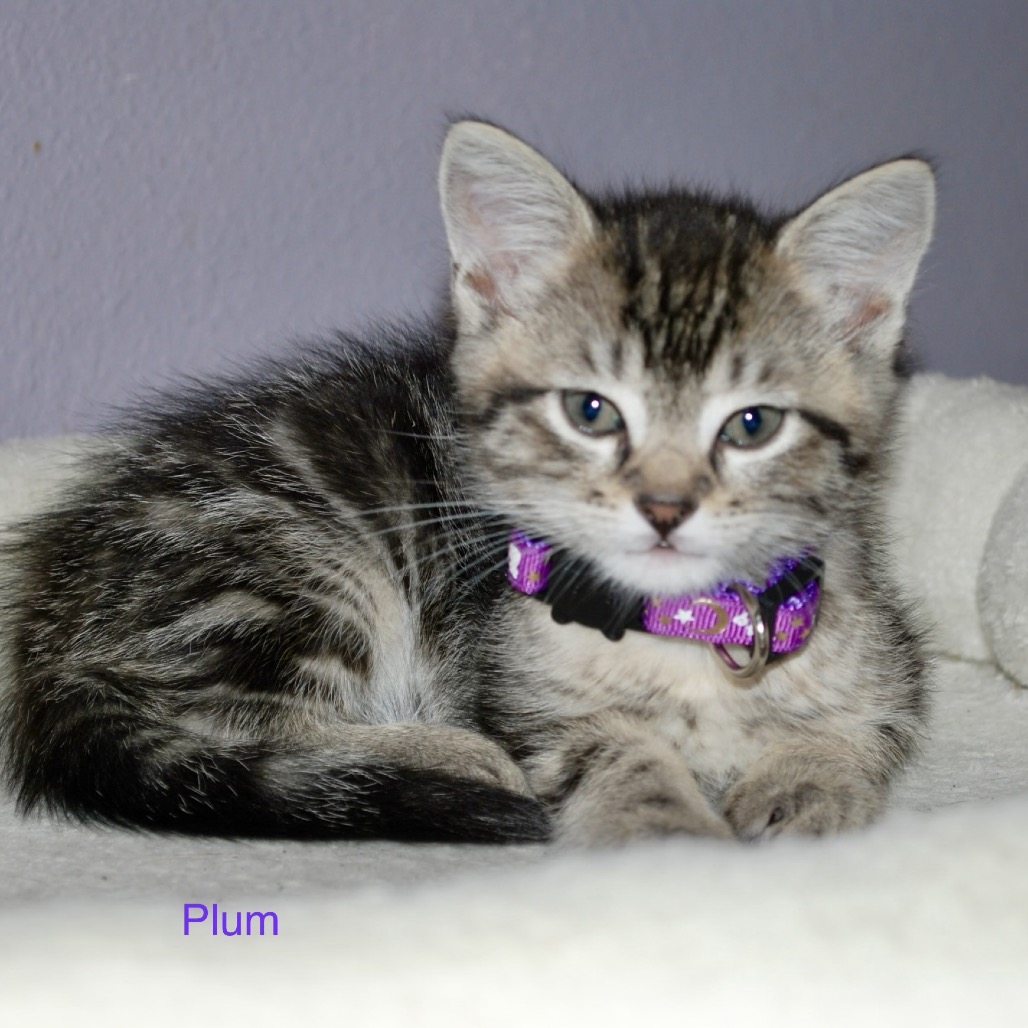 Plum, photo 6