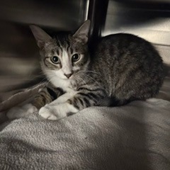 CHURU - Domestic Shorthair available for adoption