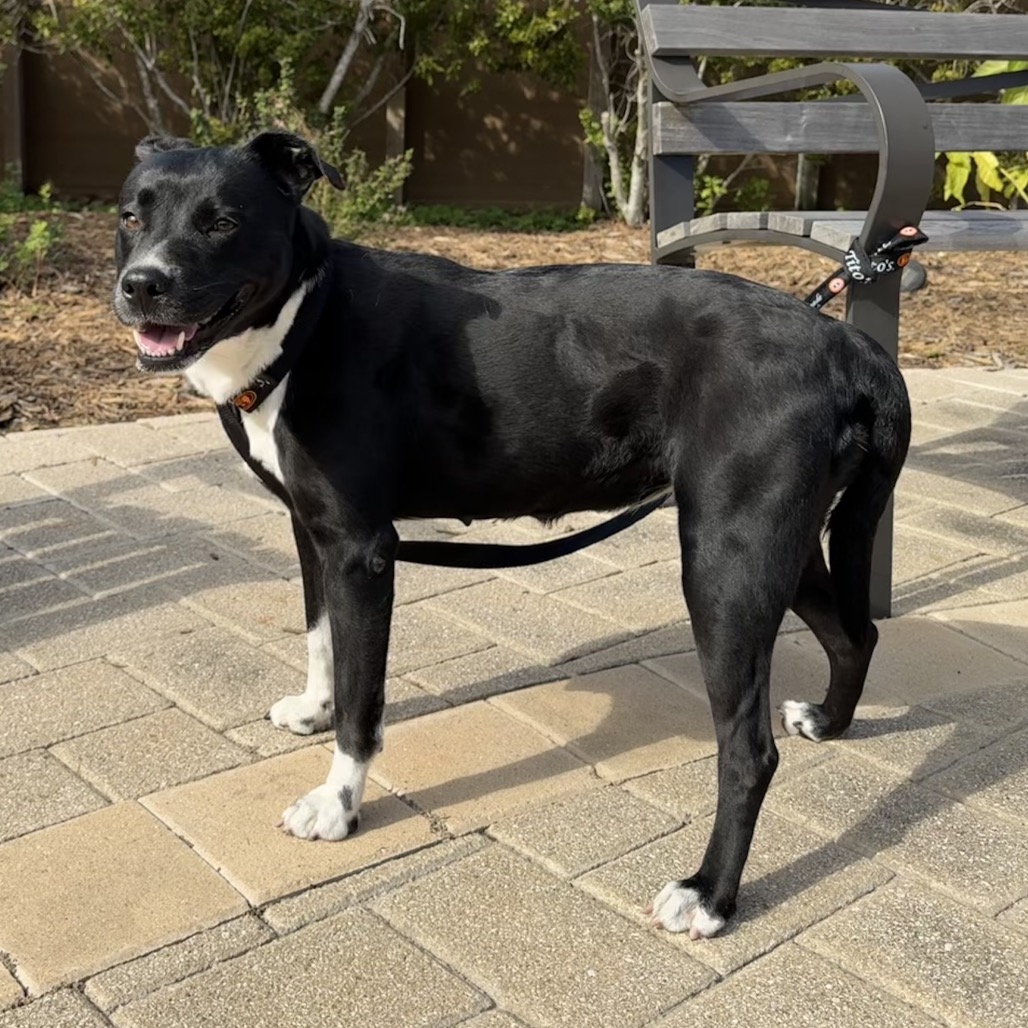 MACARENA - Terrier, Pit Bull / Mix available for adoption