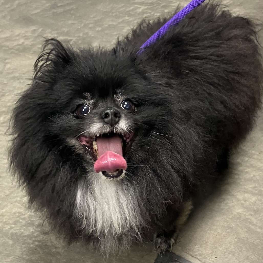 Pomeranian