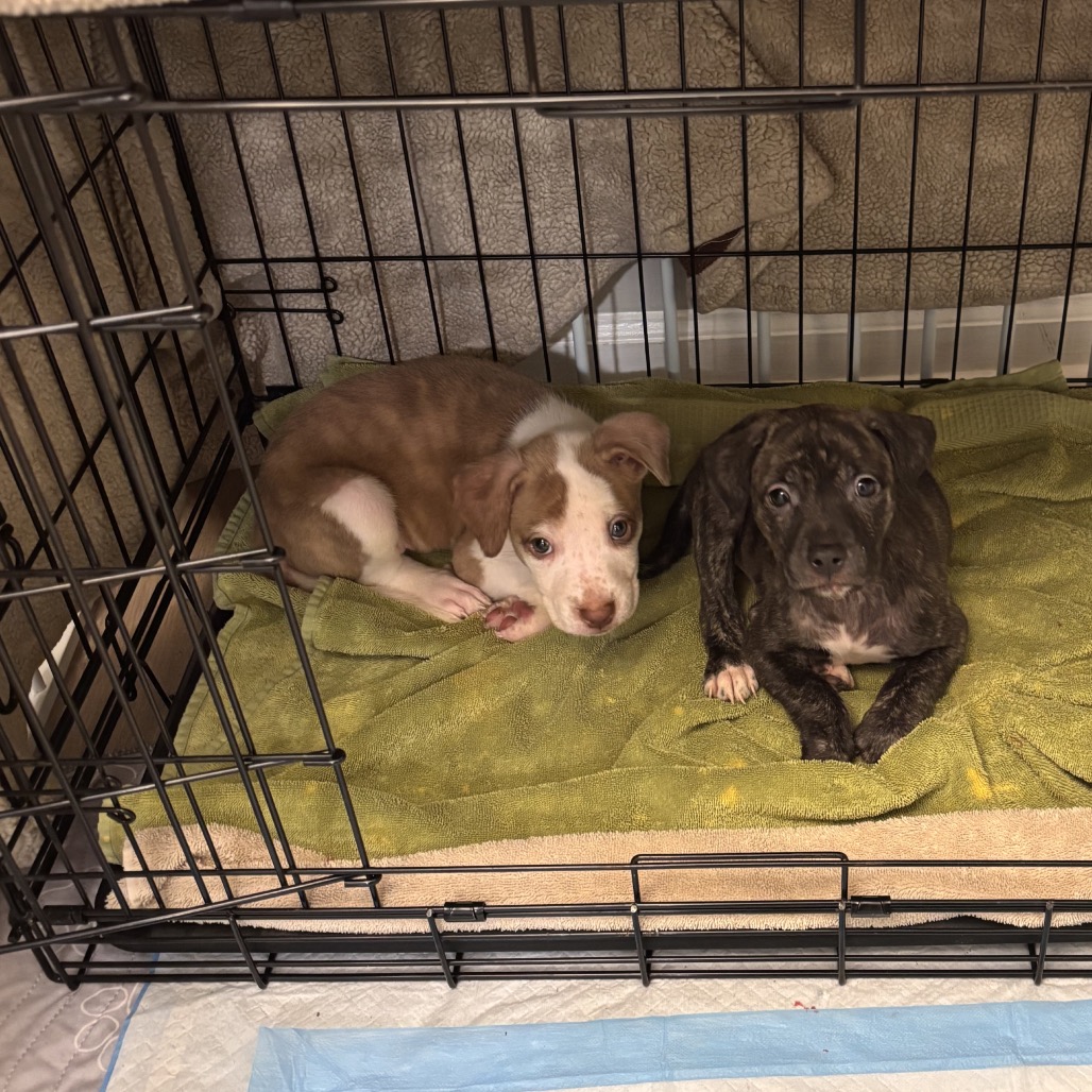 Heath, photo 5