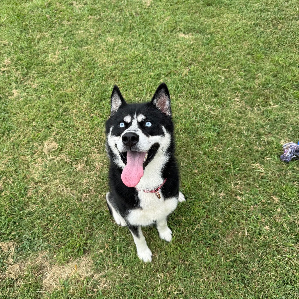 Sirius photo 3