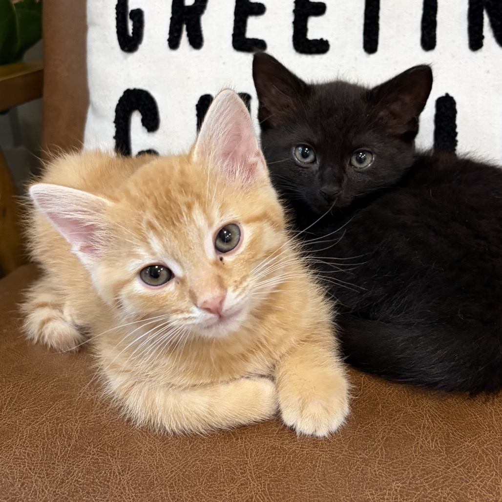 TATERTOT AND STELLA - Domestic Shorthair available for adoption
