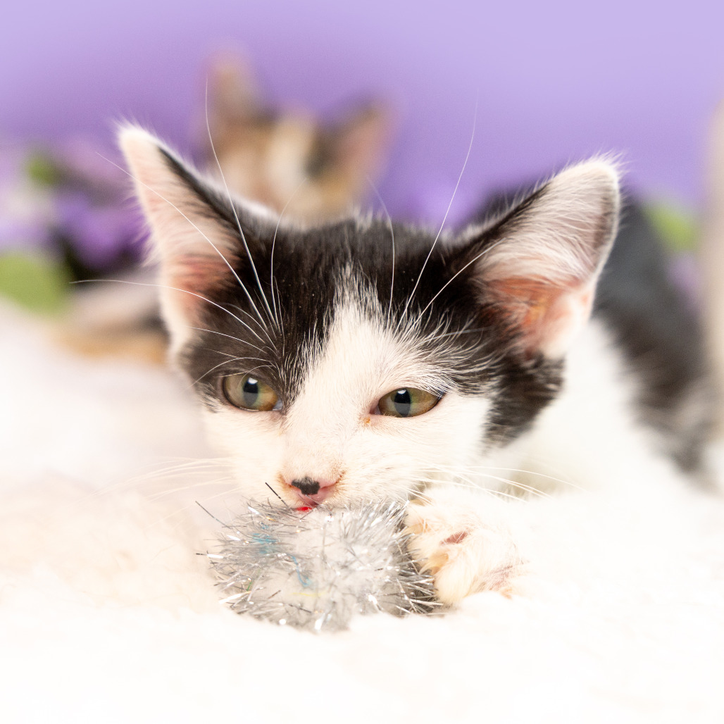 Cole — thumbnail 2