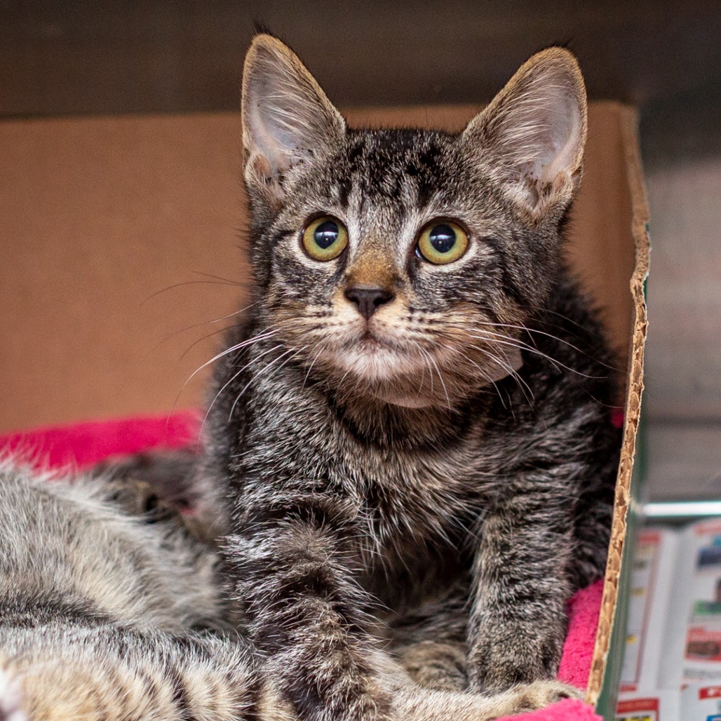 ATTIC - Domestic Shorthair available for adoption