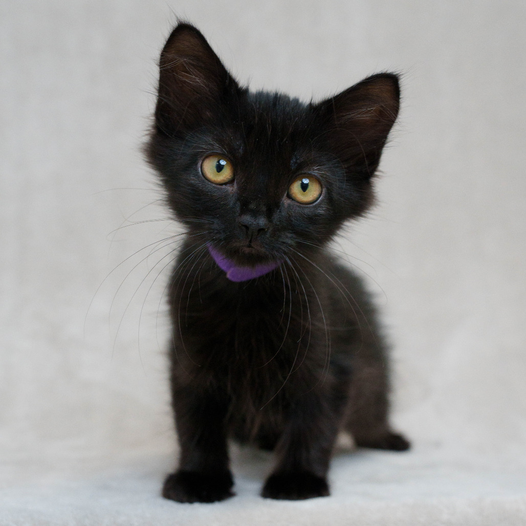 Atom (Purple Collar)