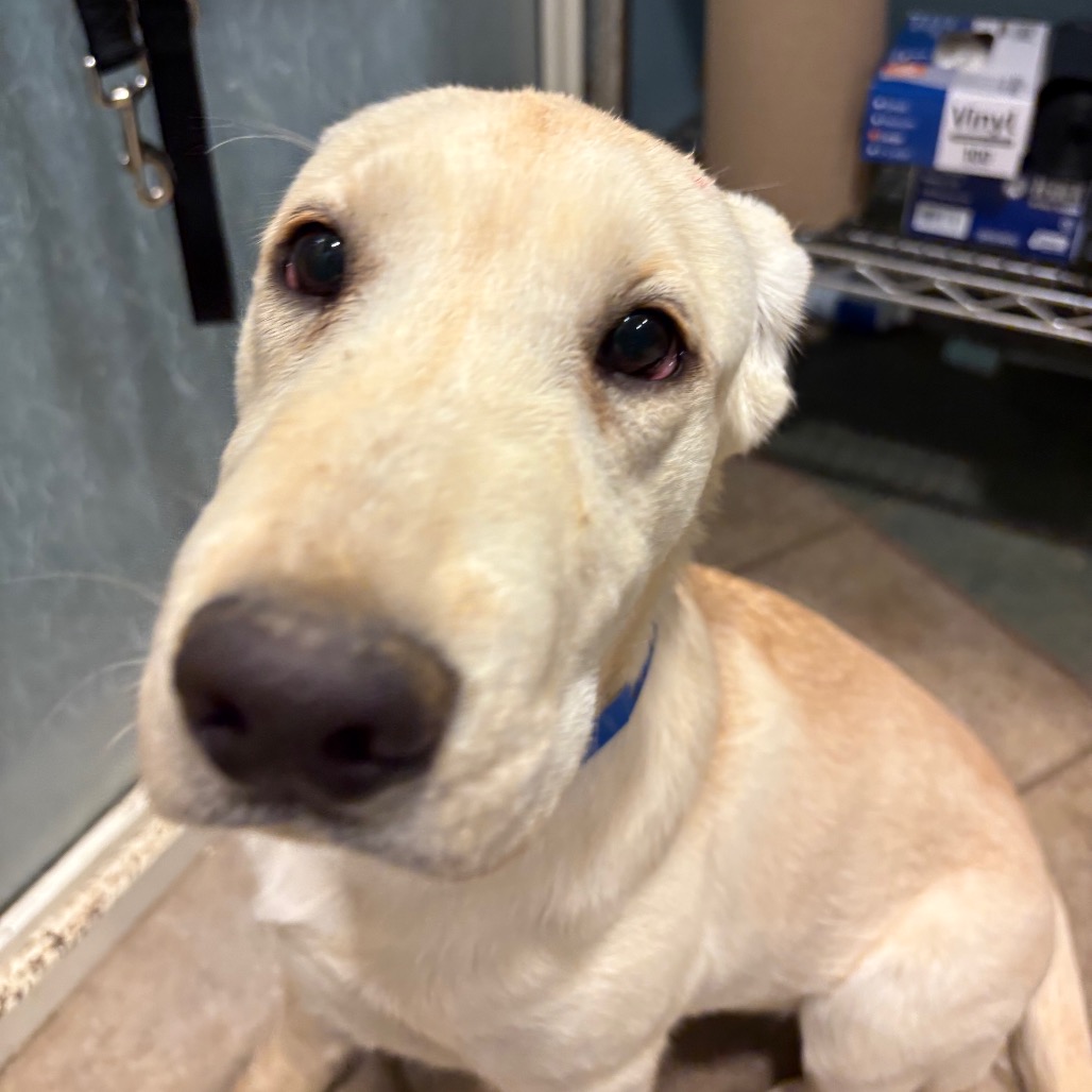 Waffles — thumbnail 11