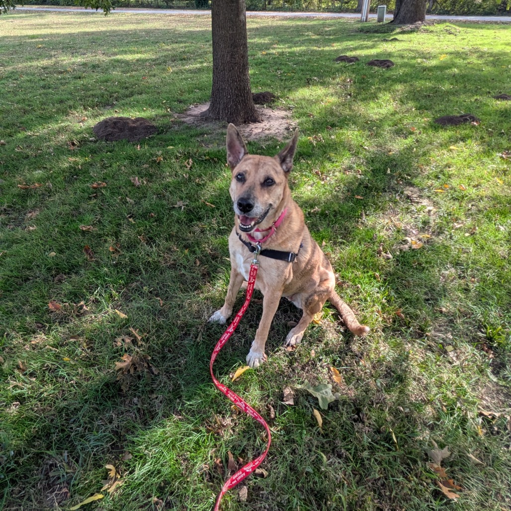 Sierra