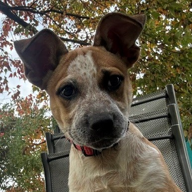 Dorito, photo 7