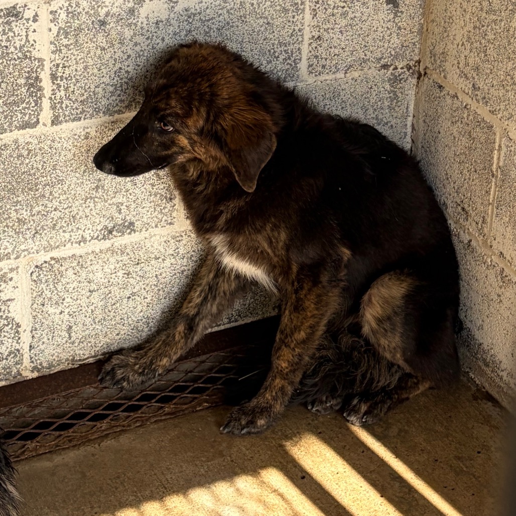 VICTORIA - Shepherd, German / Mixed Breed (Medium) available for adoption