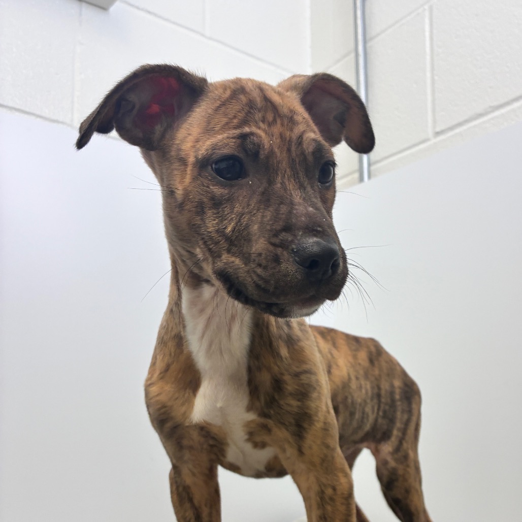 BIANCA - Terrier / American Pit Bull available for adoption