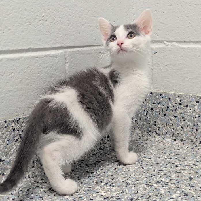 TSUNAMI - Domestic Shorthair available for adoption