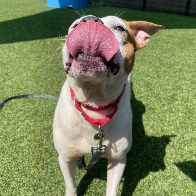 Photo of Dexter 10
