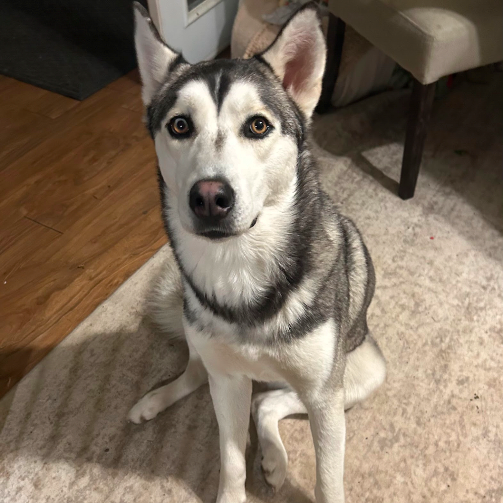 Kai, photo 11