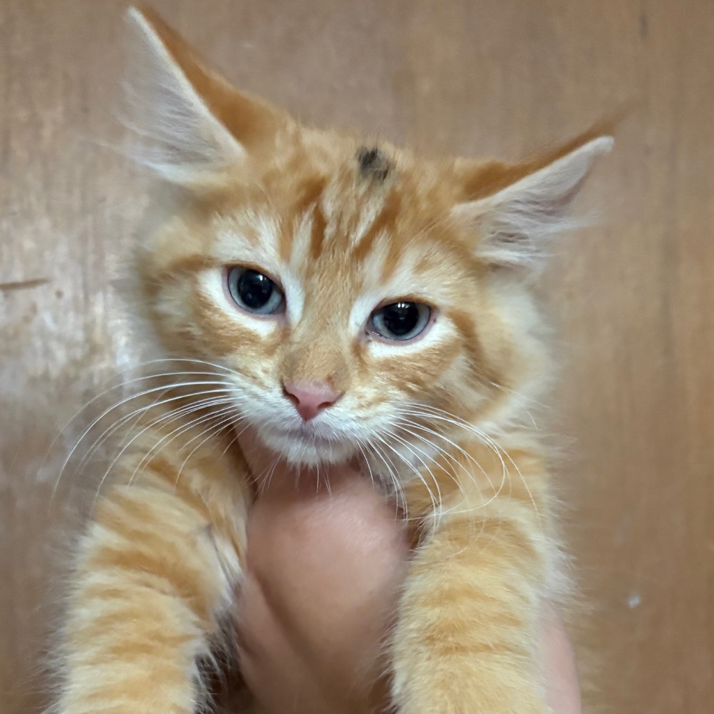 Smudge, available for adoption