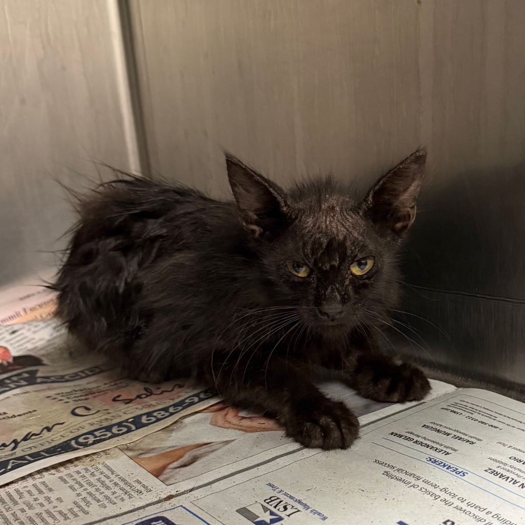 CAT IN THE HAT - Domestic Shorthair available for adoption