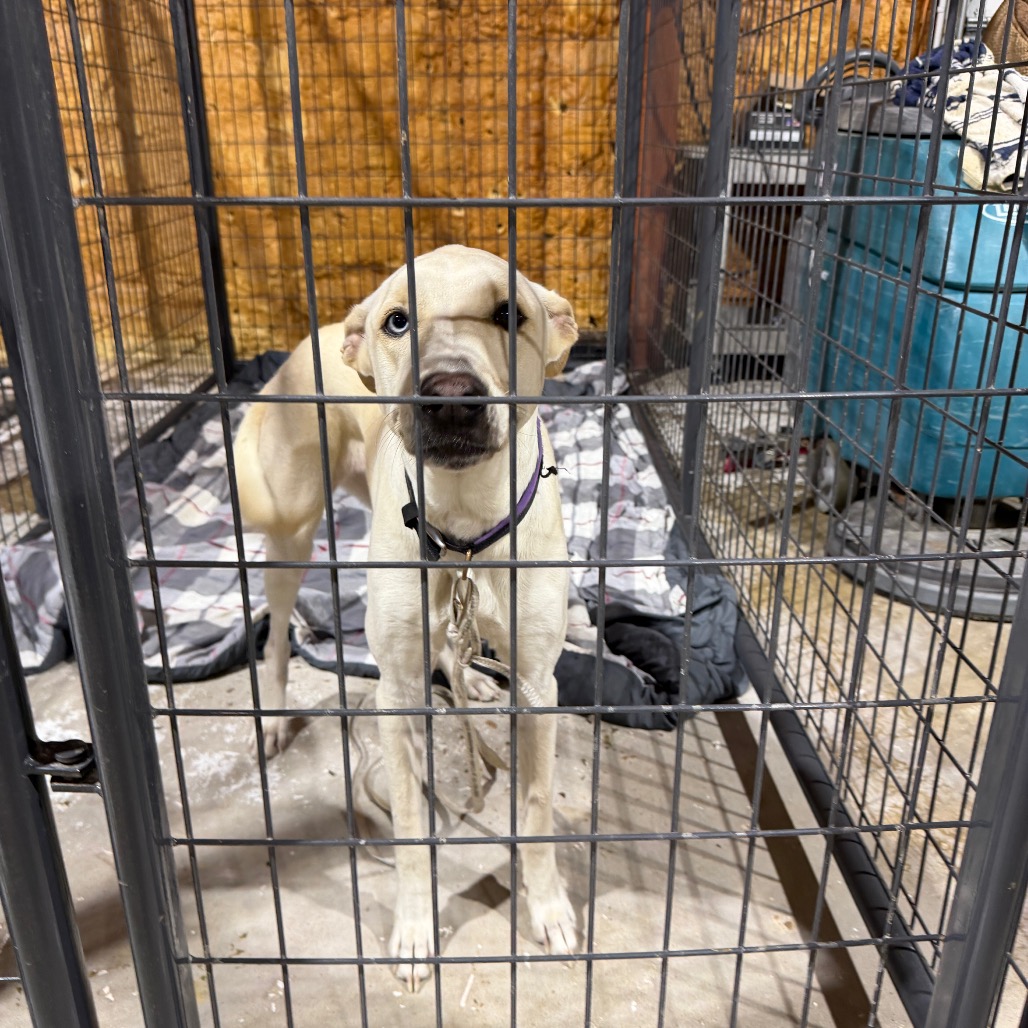 BELLA - Retriever / Mix available for adoption