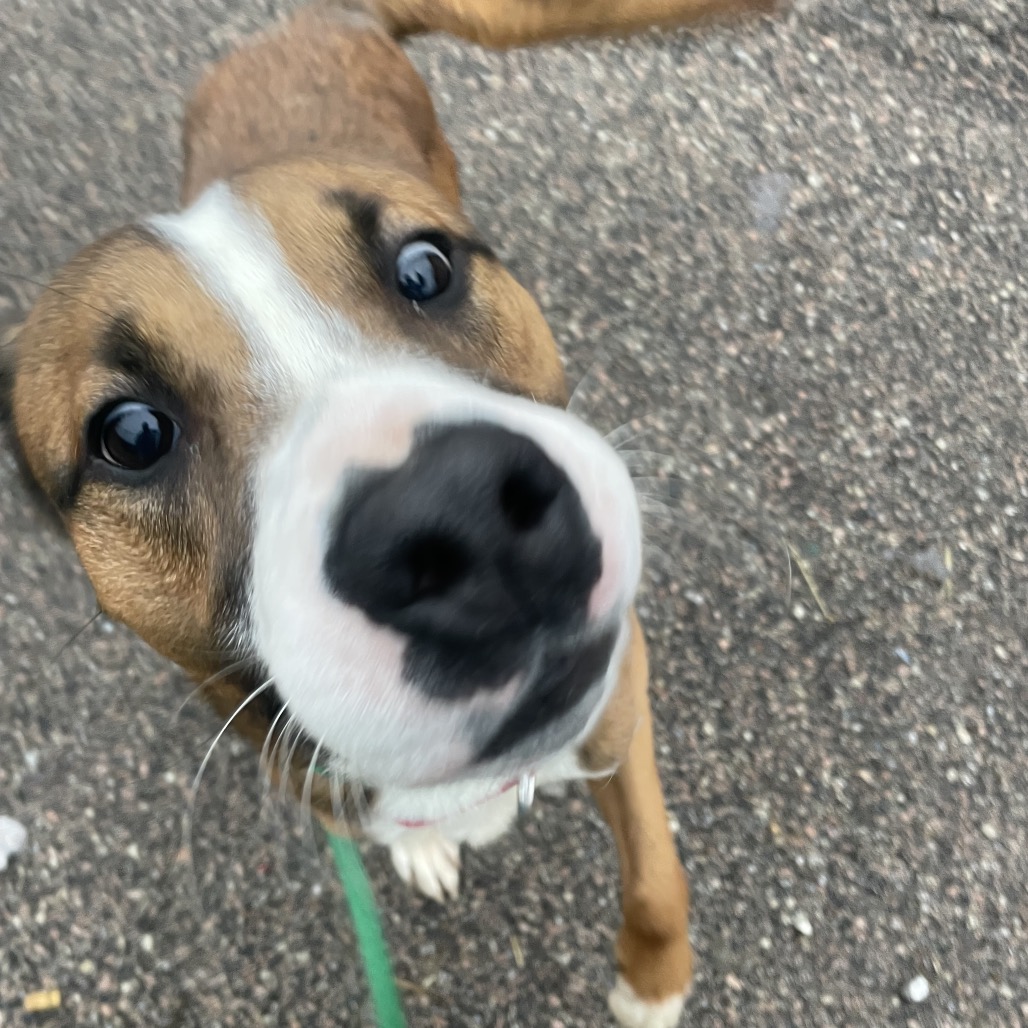 Hugo — thumbnail 3