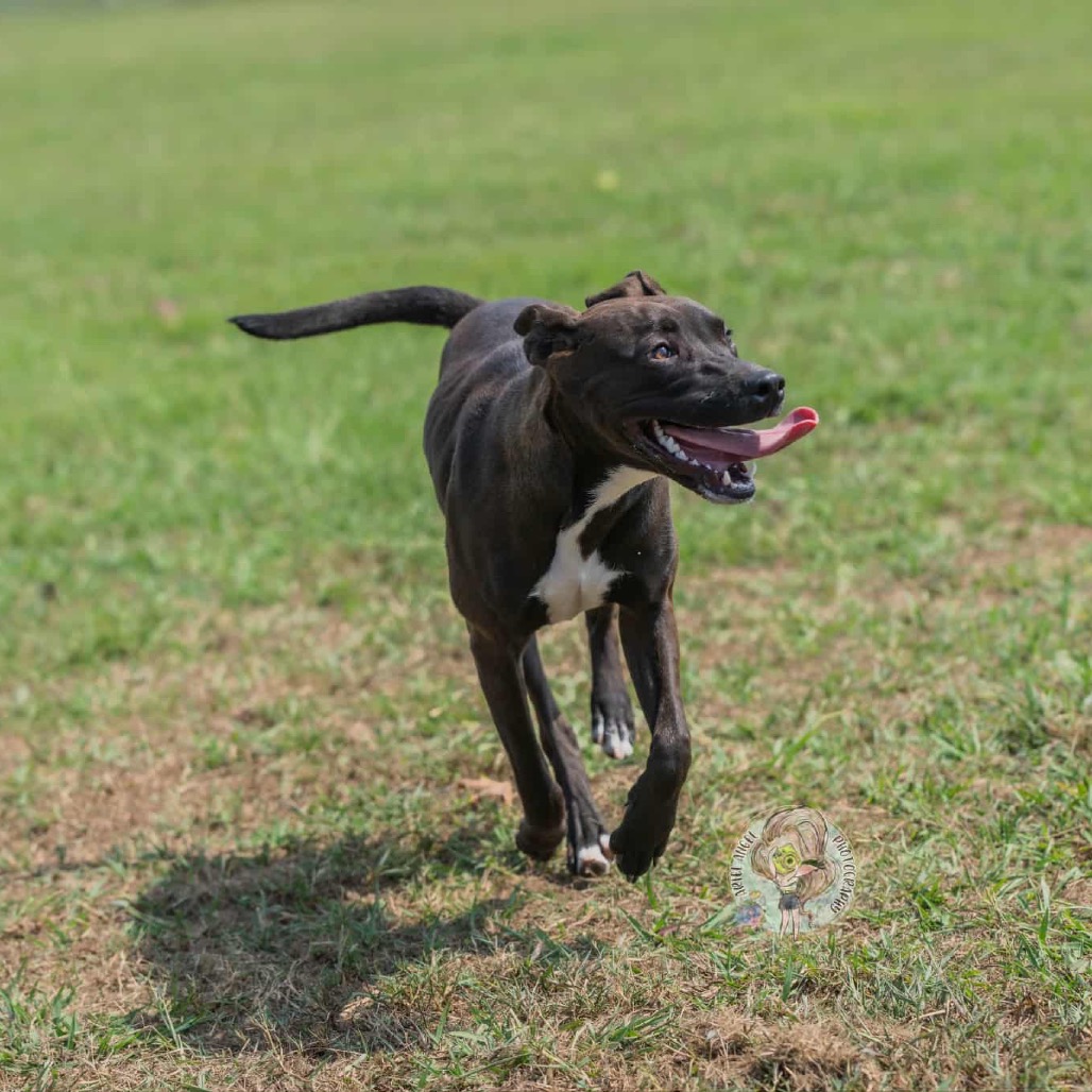 Amelia, photo 8
