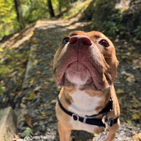 Photo of Graham Cracker 10