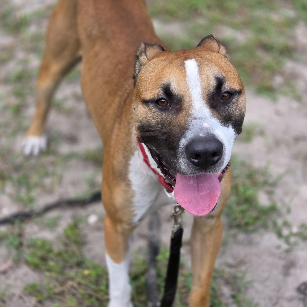 Mixed Breed