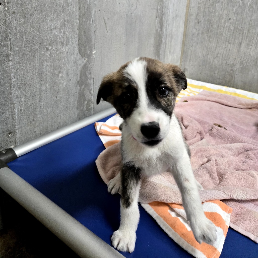 Khan — thumbnail 3