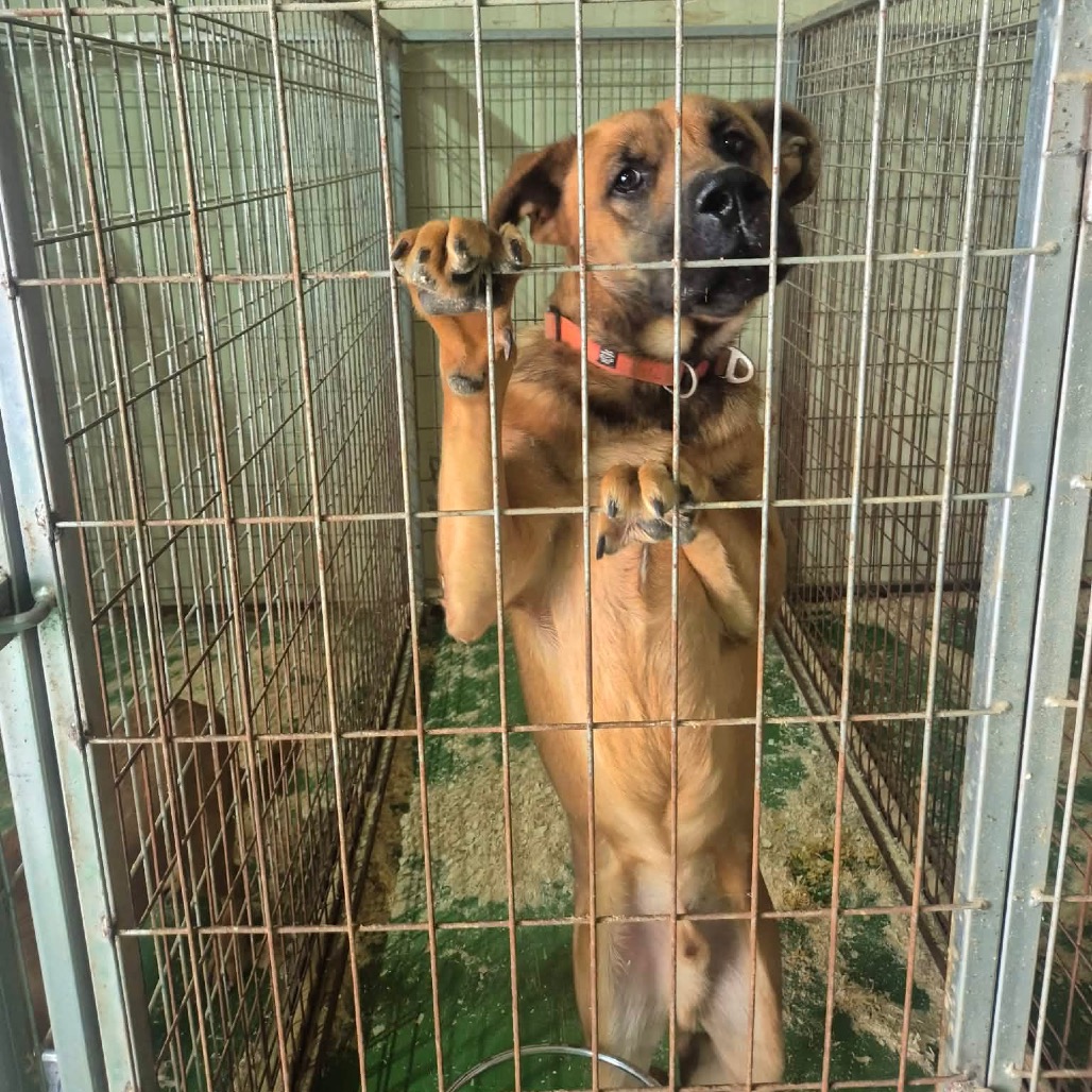 Mastiff